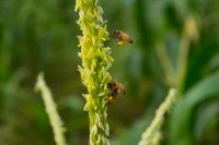 Bees in Sustainable Agriculture: Natural Guards & Pollination Heroes